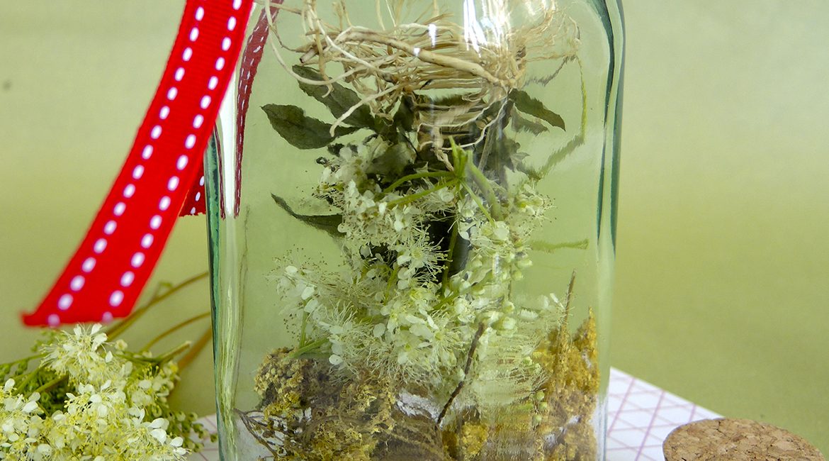 Kräuter gegen Kopfschmerzen