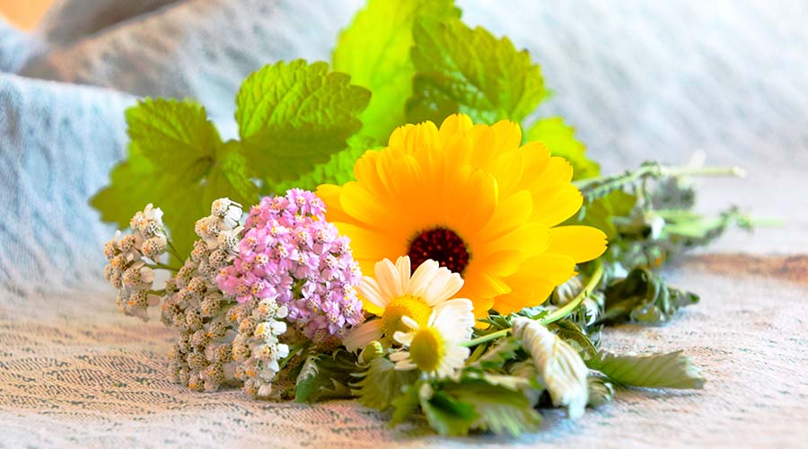 Kräuterkurse im Überblick