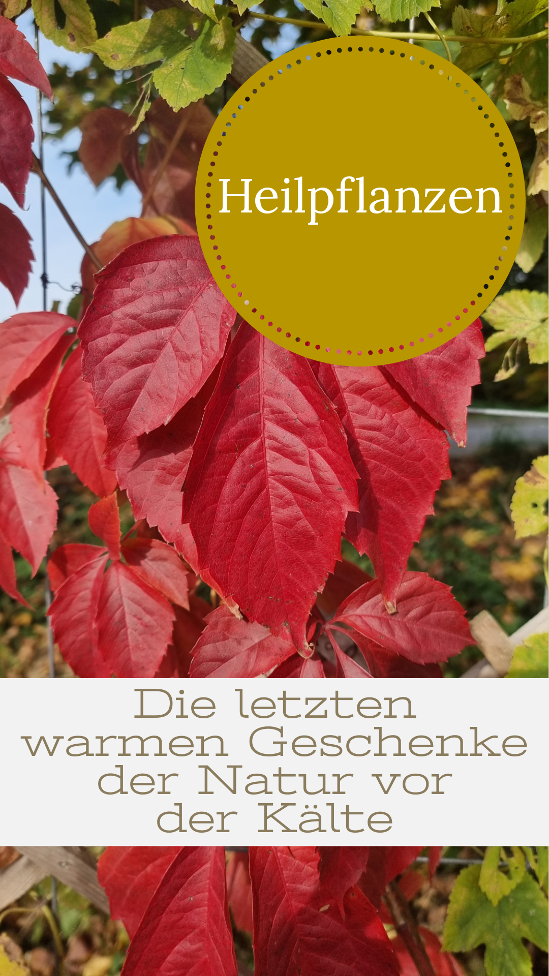 Heilpflanzen - Herbst Online Kurs